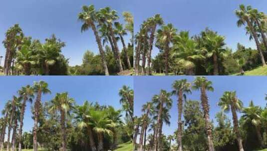 蓝天下的椰子树高清在线视频素材下载