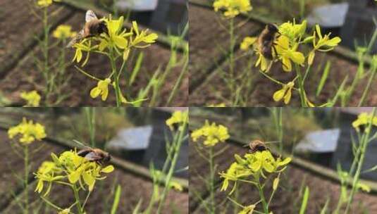 春天蜜蜂油菜花实拍高清视频素材高清在线视频素材下载