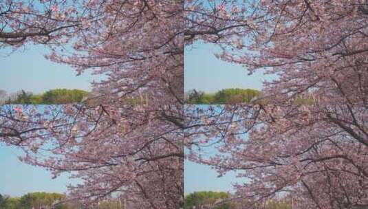 春天蓝天下樱花树的樱花绽放高清在线视频素材下载