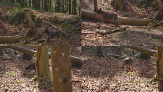 野狗在森林里跑高清在线视频素材下载