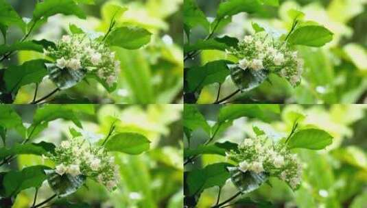 雨后的野花高清在线视频素材下载