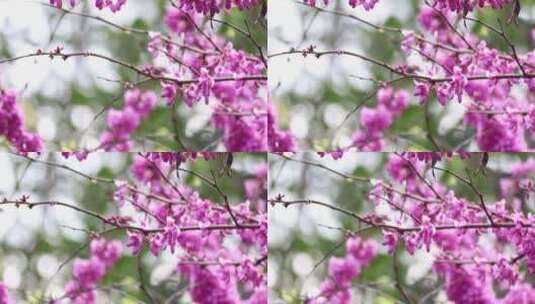 春天郴州南岭植物园紫薇花2高清在线视频素材下载