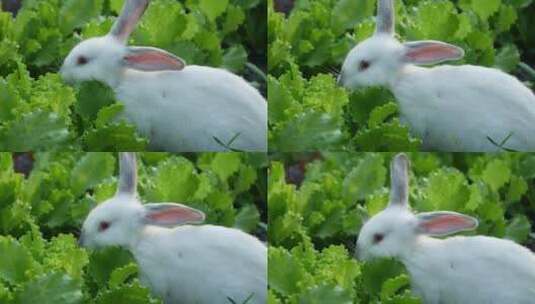 小白兔吃草高清在线视频素材下载