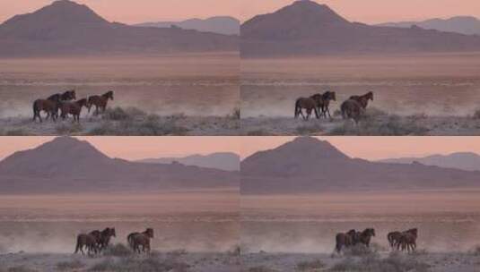 在沙漠行走的马群高清在线视频素材下载