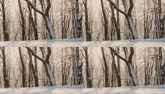 阳光下的美丽雪景高清在线视频素材下载