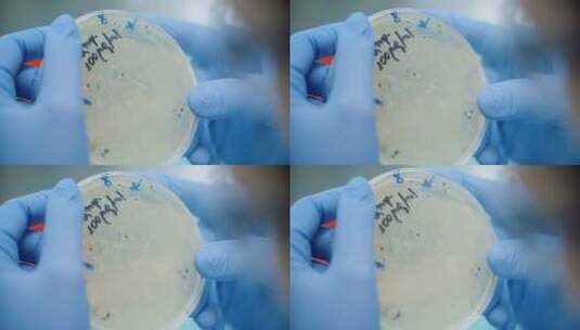 科学家在实验室观察培养皿中的细菌高清在线视频素材下载