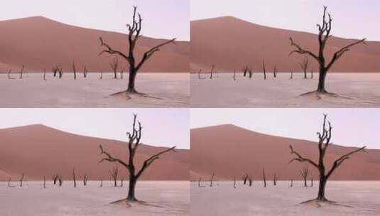 纳米比亚沙漠的枯树高清在线视频素材下载