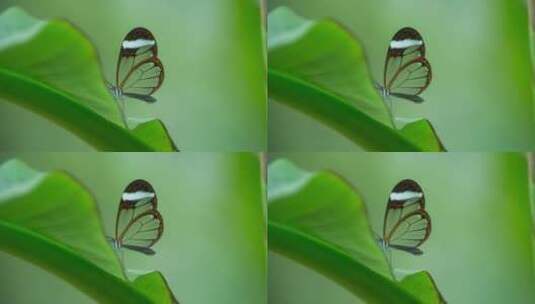 树叶上的蝴蝶高清在线视频素材下载