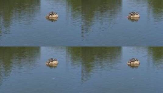 湖水中一群乌龟爬在石头上晒太阳高清在线视频素材下载
