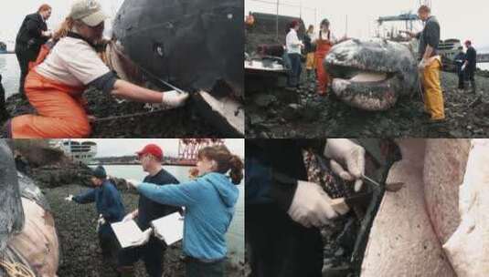 海洋生物学家对搁浅的灰鲸进行验尸高清在线视频素材下载