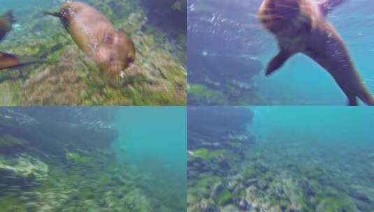 海豹在海底玩耍高清在线视频素材下载