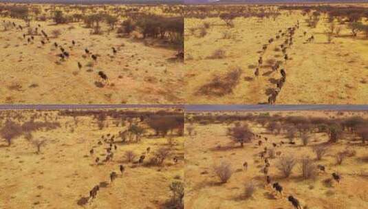 一群角马在草原上奔跑高清在线视频素材下载