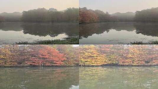 南京燕雀湖：湖边树林风景宁静自然景象高清在线视频素材下载