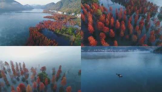 黄岩长潭水库航拍红杉林日出晨雾风光高清在线视频素材下载