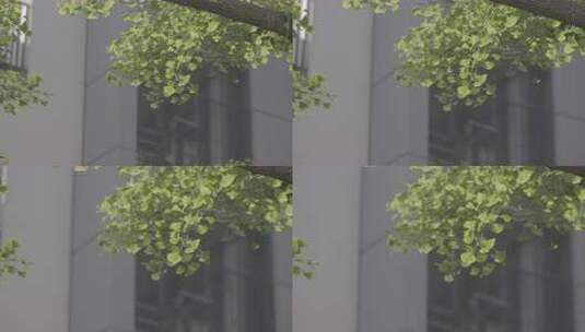 建筑旁银杏树绿叶特写高清在线视频素材下载