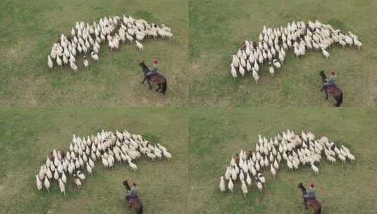内蒙古锡林浩特草原羊群航拍709高清在线视频素材下载