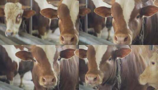 饲养场奶牛吃饲料奶牛特写实拍视频高清在线视频素材下载