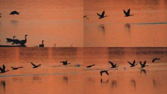 高速追拍夕阳下北京南海子公园野生水禽飞翔高清在线视频素材下载