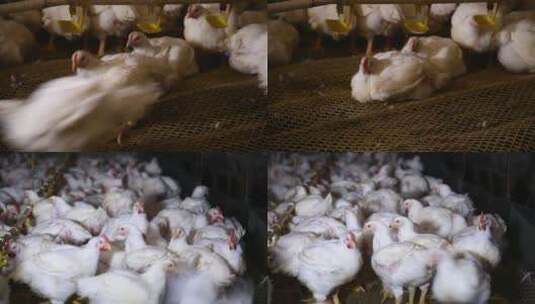 【镜头合集】肉鸡饲养场高清在线视频素材下载