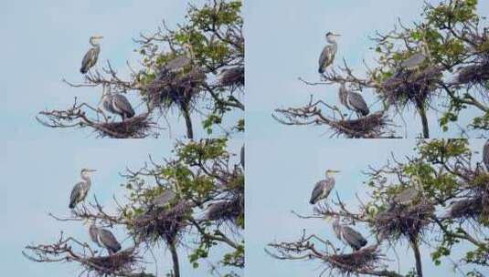 乡村生态环境鸟儿在树上筑巢高清在线视频素材下载