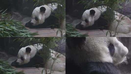 【镜头合集】一直正在睡觉的大熊猫高清在线视频素材下载