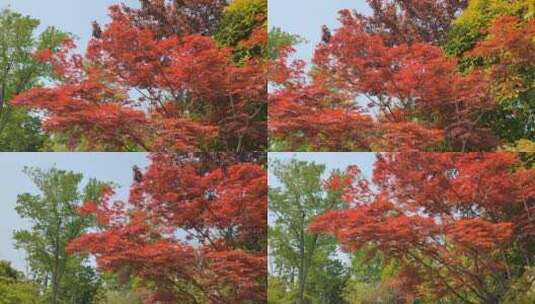 春天红枫美景随风飘动特写视频素材高清在线视频素材下载