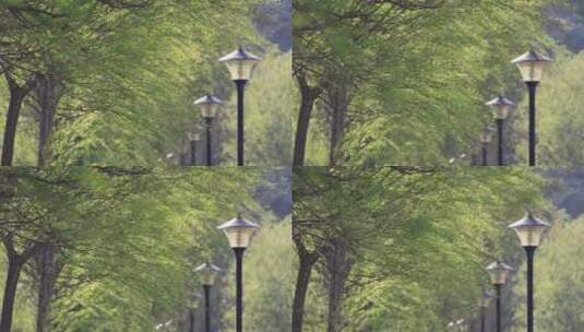 春天湖畔风中的绿柳条和路灯高清在线视频素材下载