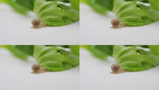 蜗牛和青菜高清在线视频素材下载