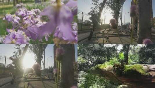 植物花 高速镜头 春天 阳光 慢镜头 森林高清在线视频素材下载