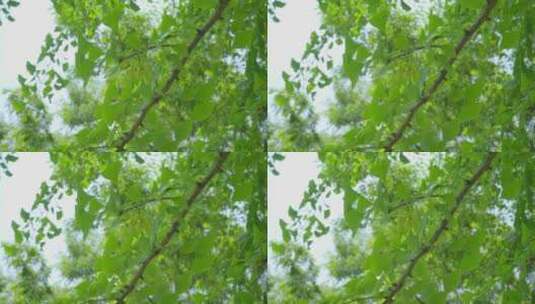 220516梅湖银杏树林A01681194高清在线视频素材下载