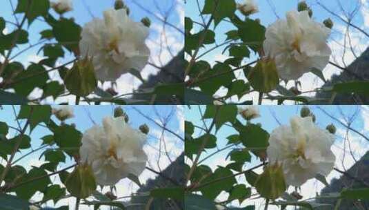 生态美丽唯美的木芙蓉花朵高清在线视频素材下载