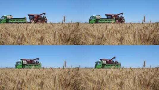 小麦收割后装入粮车中高清在线视频素材下载