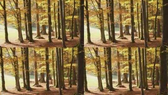 阳光明媚的秋天美丽的森林高清在线视频素材下载