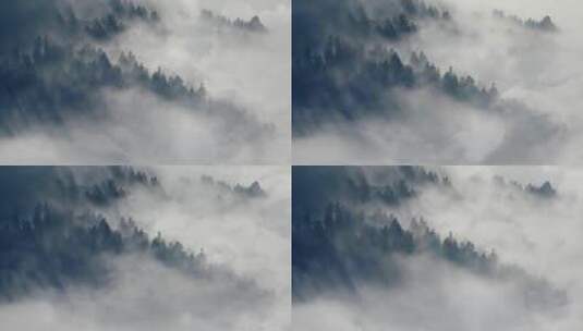 森林水汽水雾雾气早晨云山雾绕仙境高清在线视频素材下载