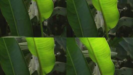芭蕉特写视频绿色植物素材爱护环境唯美微距高清在线视频素材下载