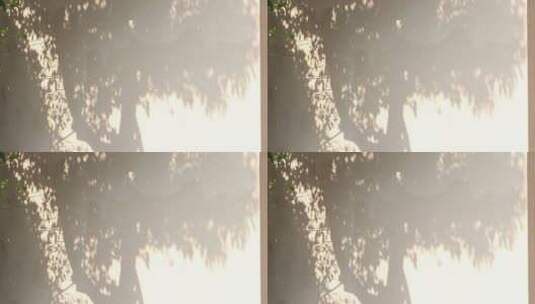 阳光下的树影高清在线视频素材下载