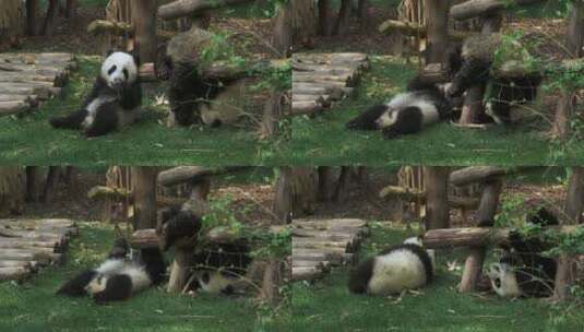 成都熊猫基地熊猫幼崽在一起玩耍高清在线视频素材下载