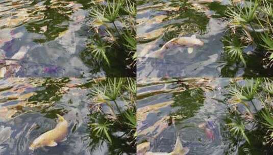 池塘里的锦鲤高清在线视频素材下载