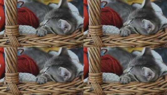 猫咪睡在毛线团之间高清在线视频素材下载