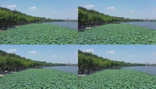 航拍杭州西湖边大片荷花高清在线视频素材下载