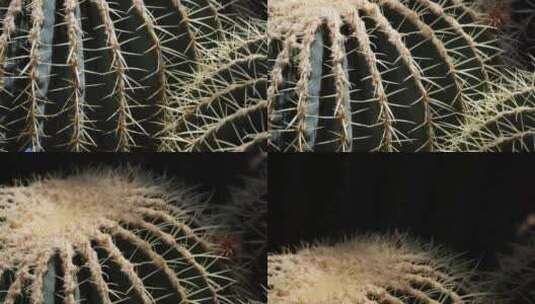 沙漠植物多肉植物仙人掌仙人球高清在线视频素材下载