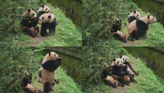 三只大熊猫站立拿苹果吃钓猫游戏高清在线视频素材下载