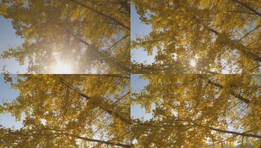 秋季秋天里的唯美黄色银杏高清在线视频素材下载