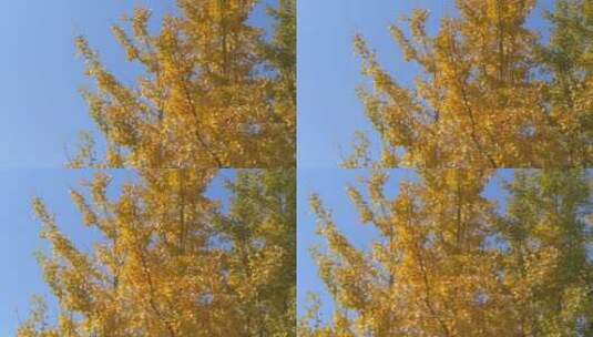 秋天里金黄唯美的金色秋天阳光银杏树树叶高清在线视频素材下载