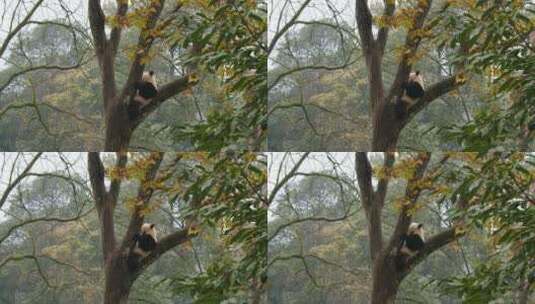一只大熊猫坐在秋天的大树上高清在线视频素材下载