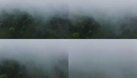 云雾缭绕的春天里的四川绿茶基地茶山航拍高清在线视频素材下载