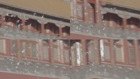 鸽子飞翔在故宫空中高清在线视频素材下载