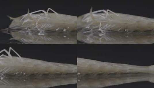 海虾的虾足LOG高清在线视频素材下载