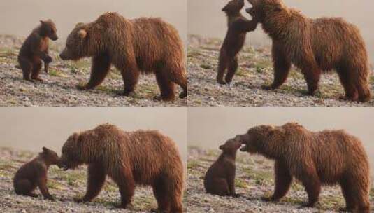 母熊带着小熊玩耍慢镜头高清在线视频素材下载