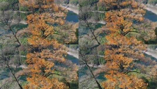 浙江宁波四明山茅镬古树公园4K航拍高清在线视频素材下载